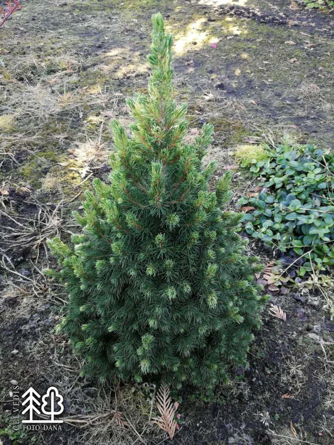 Picea glauca   'Rainbow's End'